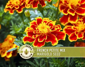 French Marigold Seeds – Petite Mix, Heirloom, Bee Garden