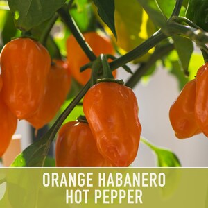 Habanero Orange Pepper Heirloom Seeds image 3