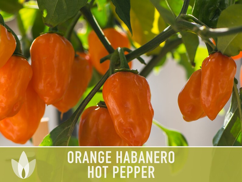 Habanero Orange Pepper Heirloom Seeds image 3
