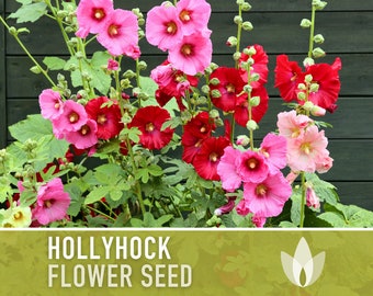 Hollyhock Flower Seeds - Heirloom Seeds, Pink, Yellow, White, Red Blooms, Biennial, Pollinator Friendly, Open Pollinated, Non-GMO