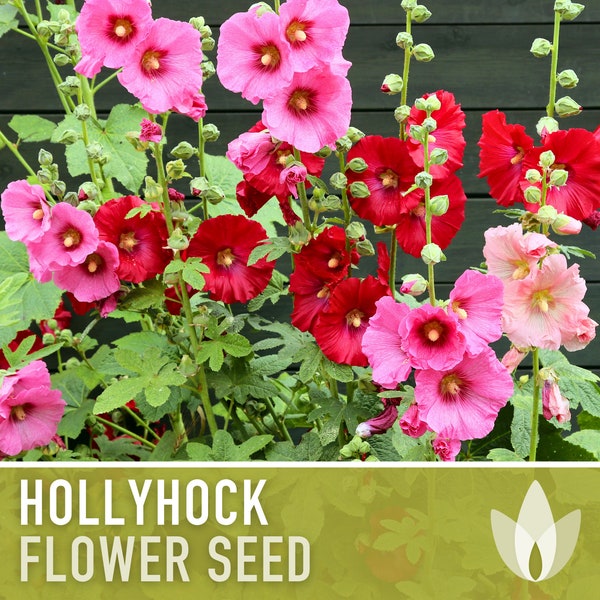 Hollyhock Flower Seeds - Heirloom Seeds, Pink, Yellow, White, Red Blooms, Biennial, Pollinator Friendly, Open Pollinated, Non-GMO