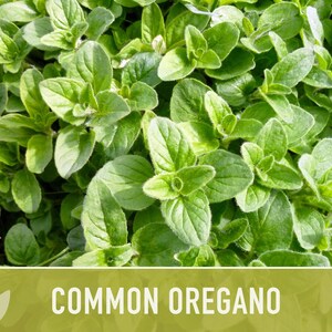 Culinary Herb Heirloom Seed Collection - 10 Non-GMO Varieties, Easy to grow 画像 10