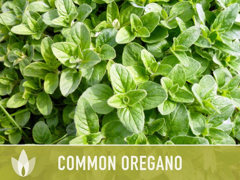 Culinary Herb Heirloom Seed Collection - 10 Non-GMO Varieties, Easy to grow 画像 10