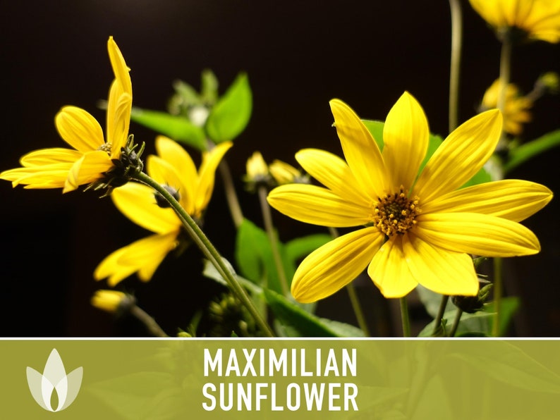 Maximilian Perennial Sunflower Heirloom Seeds Native, Non-GMO, Open Pollinated, Untreated, Flower Seeds, Perennial, Native, Wildflower image 5