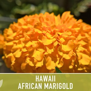 African Marigold Seeds | 200+ Seeds, Bright Orange Blooms, Heirloom, Pollinator Attractant | Tagetes erecta image 4