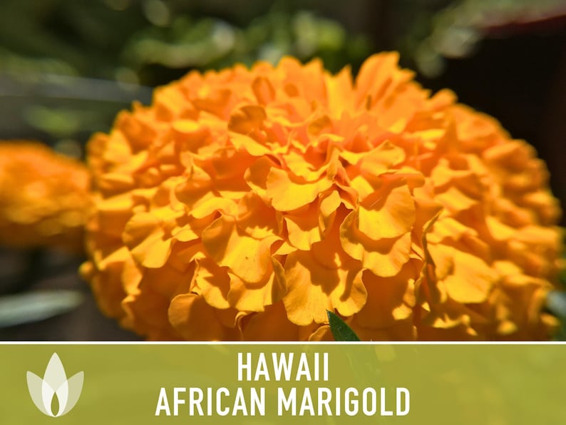 African Marigold Seeds | 200+ Seeds, Bright Orange Blooms, Heirloom, Pollinator Attractant | Tagetes erecta image 4