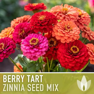 Zinnia, Berry Tart Flower Seed Mix - Heirloom Seeds, Zinnia Flower Mix, Berry Zinnia Mix, Mixed Zinnia Seeds, Pollinator Friendly, Non-GMO