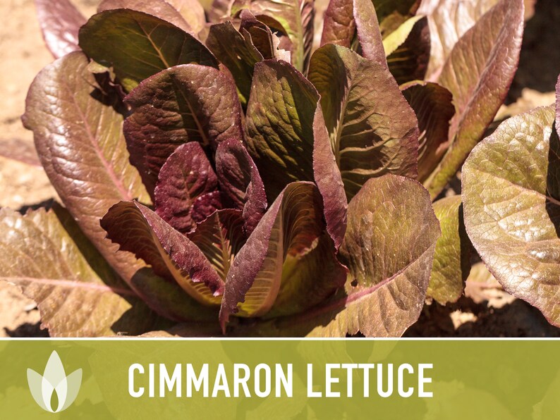 SeedGeeks Cimmaron Romaine Lettuce Seeds - Thumbnail 2