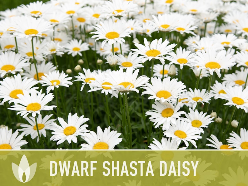 Dwarf Shasta Daisy Flower Seeds Heirloom, Tall Shasta, Edible Flowers, Cut Flowers, Dried Flowers, Container Garden, Cottage Garden image 7