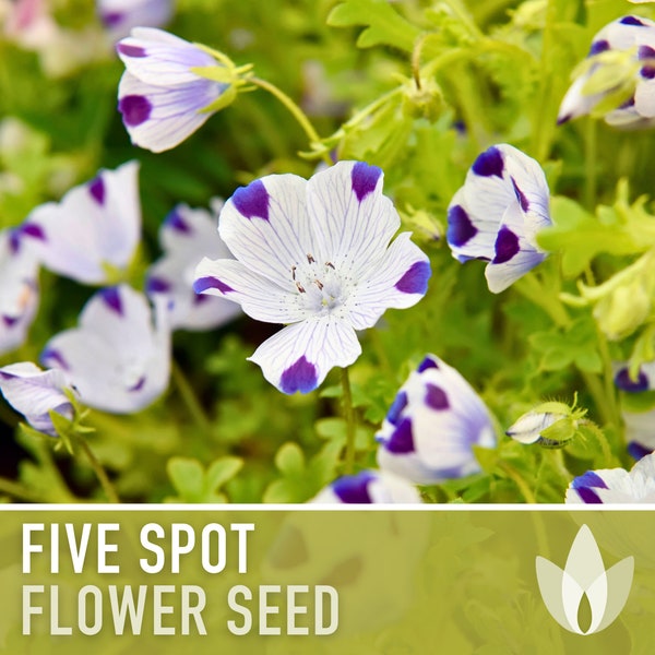 Five Spot Flower Seeds - Heirloom Seeds, Baby Blue Eyes, Showy, Native Wildflower, Cool Weather Annual, Nemophila Maculata, Non-GMO