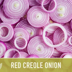 Red Creole Onion Heirloom Seeds Short Day, Open Pollinated, Non-GMO image 8