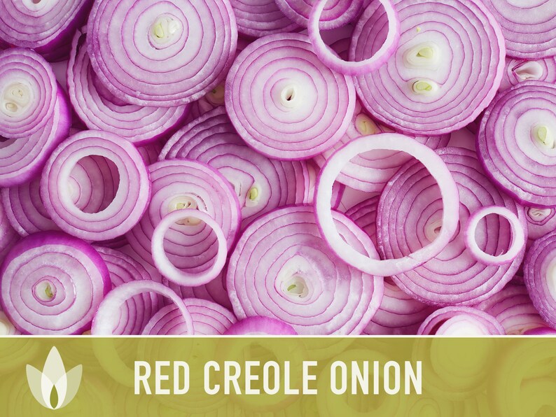 Red Creole Onion Heirloom Seeds Short Day, Open Pollinated, Non-GMO image 8