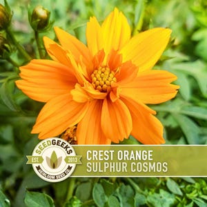 Crest Orange Sulphur Cosmos Seeds, Pollinator Friendly, Non-GMO