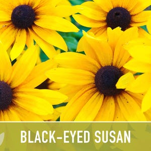 Heirloom Black-Eyed Susan Seeds, Native Rudbeckia Hirta Flower Bild 7