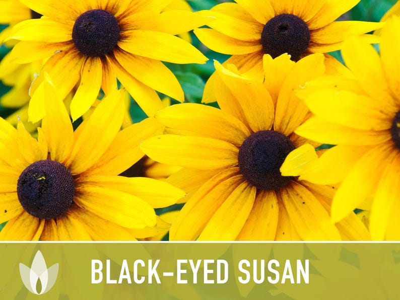 Heirloom Black-Eyed Susan Seeds, Native Rudbeckia Hirta Flower Bild 7