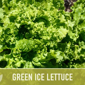 Maricella, Lettuce, Heirloom Garden Seeds Gourmet Fast Growing Heat