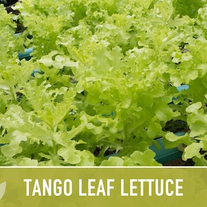 Tango Oakleaf Lettuce Seeds – Heirloom, Cold Tolerant imagem 11