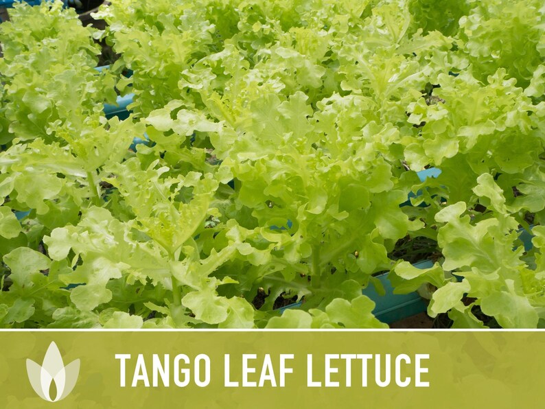 Tango Oakleaf Lettuce Seeds – Heirloom, Cold Tolerant imagem 11