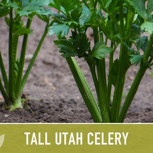 Tall Utah Celery Seeds - Heirloom, Open Pollinated, Non-GMO image 10