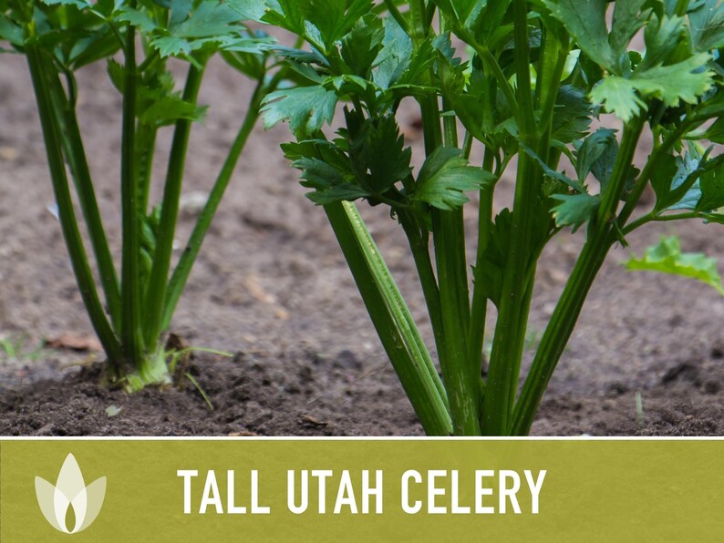 Tall Utah Celery Seeds - Heirloom, Open Pollinated, Non-GMO image 10