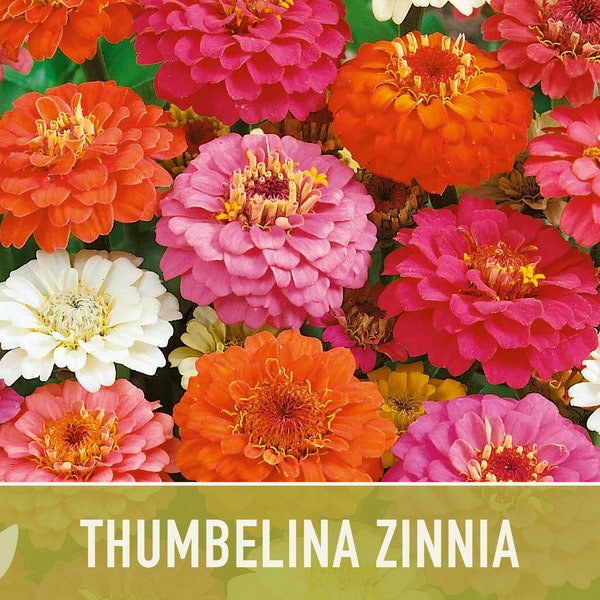 Rare Zinnia Seeds Etsy