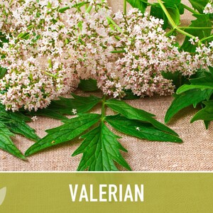 Valerian Herb Seeds | 50+ Seeds, Heirloom Medicinal Plant, Attracts Pollinators & Cats, Valeriana officinalis image 10