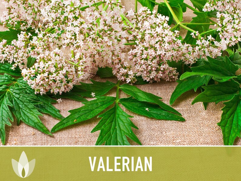 Valerian Herb Seeds | 50+ Seeds, Heirloom Medicinal Plant, Attracts Pollinators & Cats, Valeriana officinalis image 10