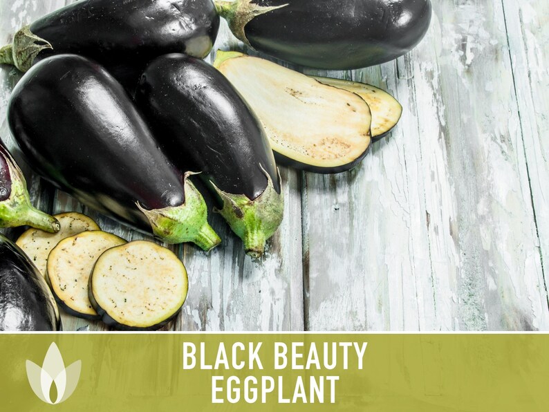 Black Beauty Eggplant Heirloom Seeds Imperial Black Beauty Etsy