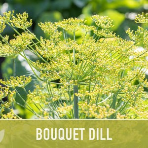 Bouquet Dill Herb Heirloom Seeds image 10