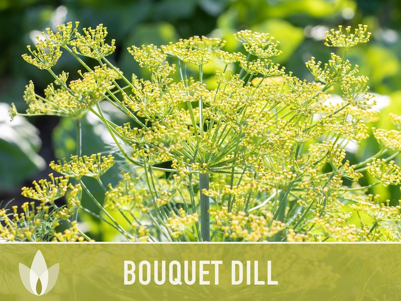 Bouquet Dill Herb Heirloom Seeds image 10