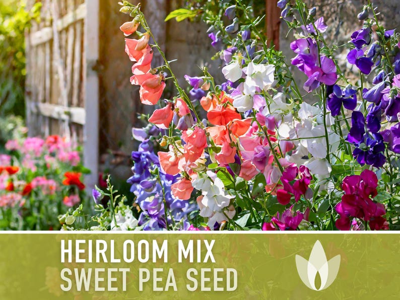 Heirloom Sweet Pea Flower Mix | 25+ Seeds, Cottage Garden, Fragrant Blooms, Lathyrus odoratus Bild 9