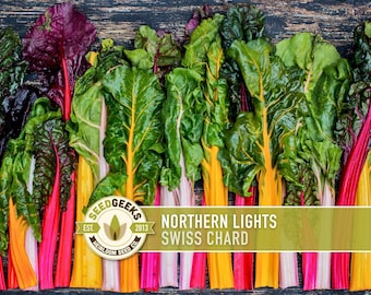 Northern Lights Swiss Chard Seeds, Colorful Heirloom Beta Vulgaris