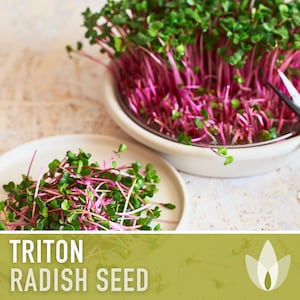 Daikon Radish - 1/4 Lb ~10,700 Seeds - Non-GMO, Heirloom, Open Pollinated - Vegetable Gardening, Sprouting & Micro Greens Seeds, Size: 4 Oz