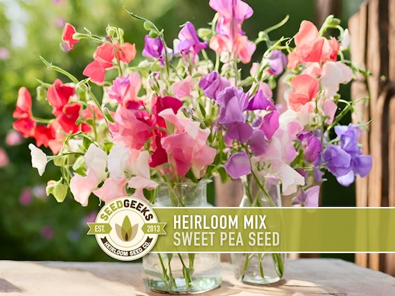 Heirloom Sweet Pea Flower Mix | 25+ Seeds, Cottage Garden, Fragrant Blooms, Lathyrus odoratus