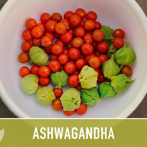 Ashwagandha Herb Seeds | 30+ Seeds, Organic, Heirloom Indian Ginseng, Medicinal, Withania somnifera image 5