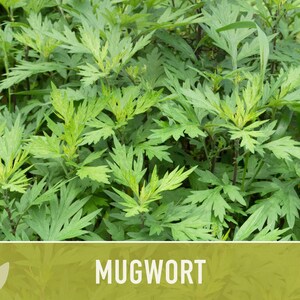 Mugwort Organic Medicinal Herb Seeds, Artemisia Vulgaris, Heirloom, Non-GMO image 10