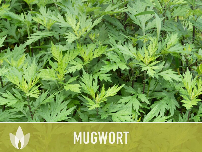 Mugwort Organic Medicinal Herb Seeds, Artemisia Vulgaris, Heirloom, Non-GMO image 10