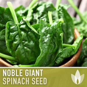 May include: A bowl of fresh, dark green spinach leaves.  The spinach is labeled "NOBLE GIANT SPINACH SEED".
