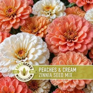 Peaches & Cream Zinnia Seed Mix | 100+ Seeds, Salmon, Peach and White Flowers | Zinnia elegans imagem 4