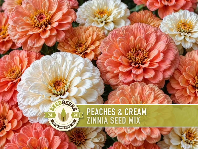Peaches & Cream Zinnia Seed Mix | 100+ Seeds, Salmon, Peach and White Flowers | Zinnia elegans imagem 4