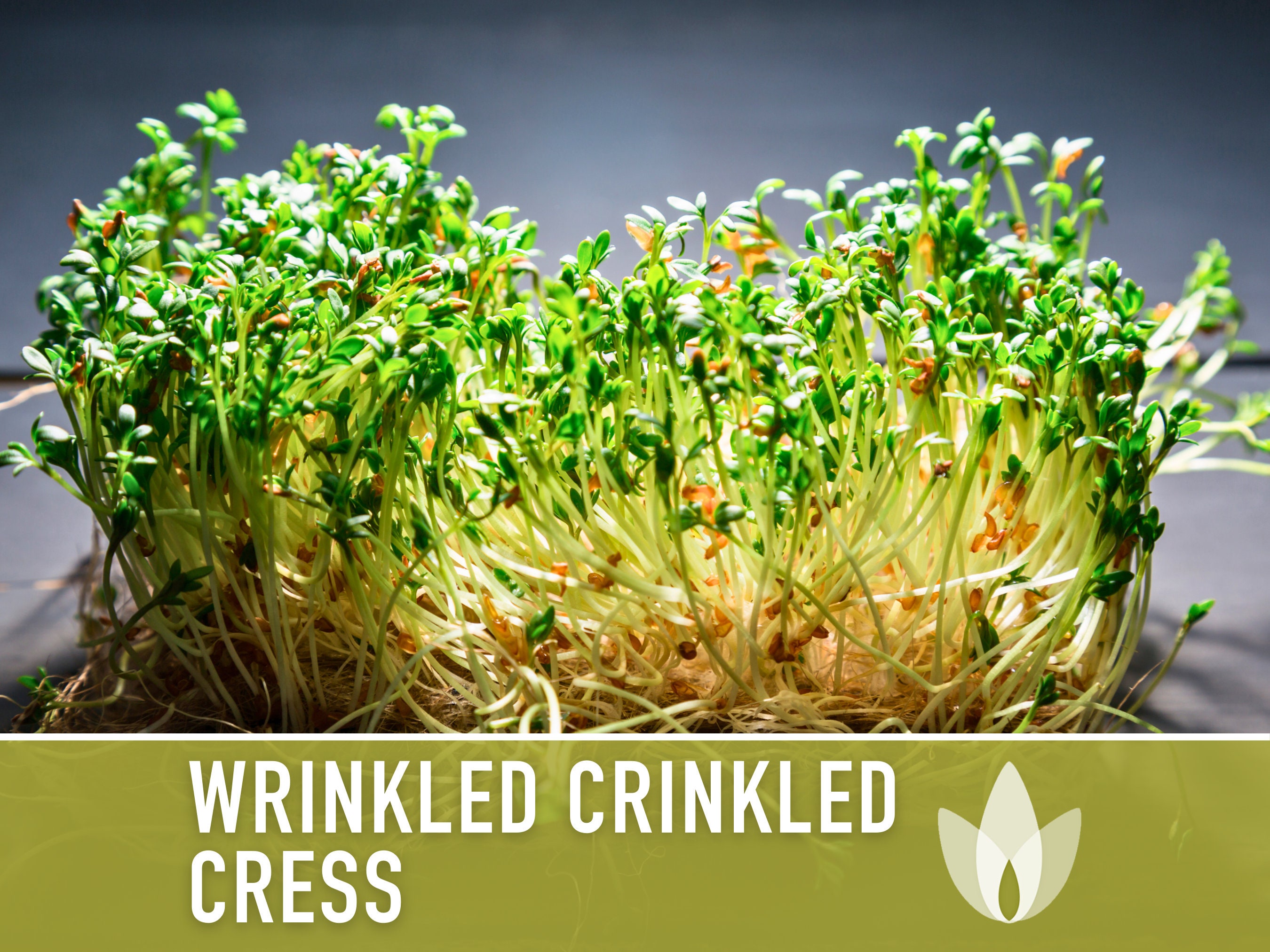 Cress Wrinkled Crinkled Seeds Heirloom Seeds Microgreens 