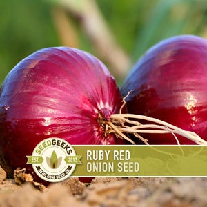 Ruby Red Onion Seeds | 150+ Seeds, Heirloom, Long Day, Organic | Allium cepa