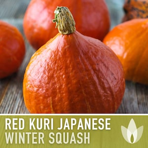 Red Kuri Japanese Winter Squash Heirloom Seeds - Teardrop, Striped, Smooth, Nutty Flavor, Open Pollinated, Non-GMO