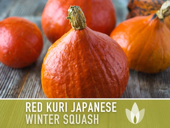 10 Lakota Squash / Japanese Kuri Pumpkin Seeds – Fresh 2023 Fall Harvest-484527