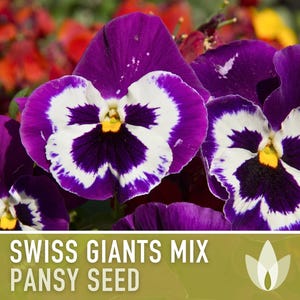 Swiss Giants Pansy Seeds, Heirloom Edible Flowers, 100 Seeds image 6