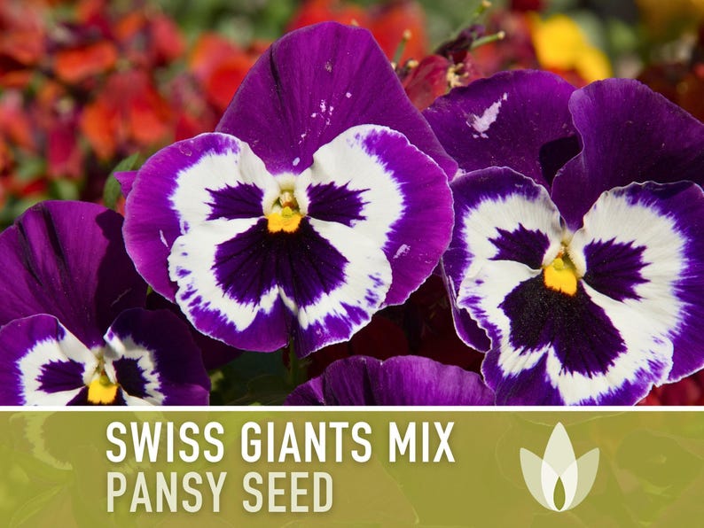 Swiss Giants Pansy Seeds, Heirloom Edible Flowers, 100 Seeds image 6