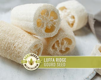 May include: Close-up of several natural loofah sponges, with a light beige color and a textured, fibrous appearance. The cut ends reveal a honeycomb-like interior. The image includes the text "Luffa Ridge Gourd Seed" and the Seed Geeks logo.