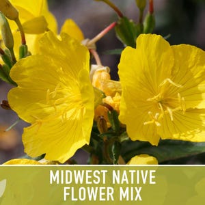 Midwest Native Wildflower Seeds Mix, Heirloom image 11