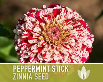 Zinnia, Peppermint Stick Flower Seeds - Heirloom Seeds, Candy-Striped Double Blooms, Zinnia Seed Mix, Cut Flowers, Zinnia Elegans, Non-GMO