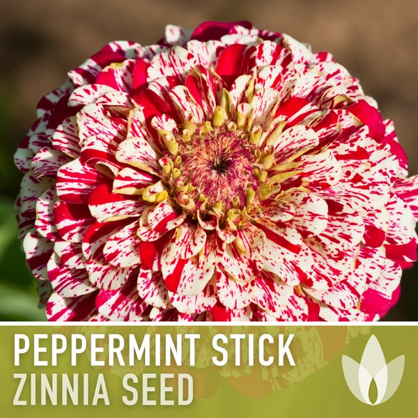 Zinnia, Peppermint Stick Flower Seeds - Heirloom Seeds, Candy-Striped Double Blooms, Zinnia Seed Mix, Cut Flowers, Zinnia Elegans, Non-GMO